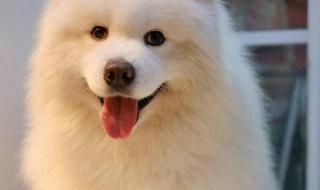 微笑天使狗 微笑天使狗